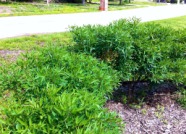 2012-03-30-6607 Conifer Cove-42.jpg